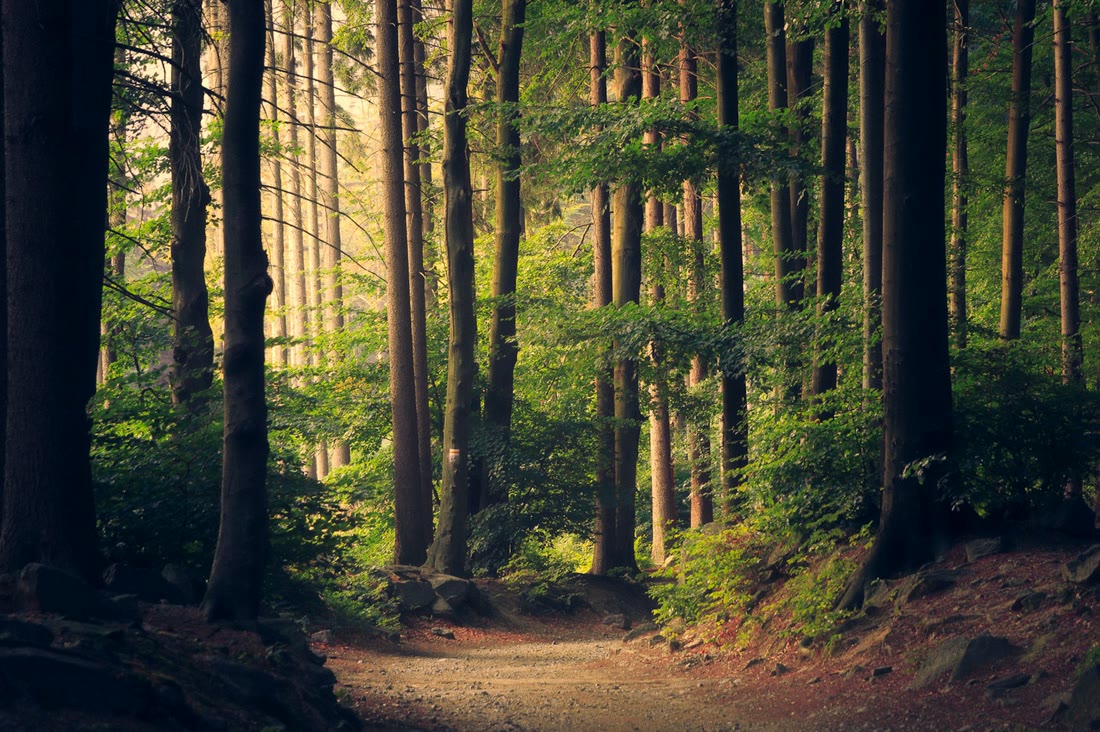 Forest path used to preview the Vintage Fade look before the Vintage Fade look
