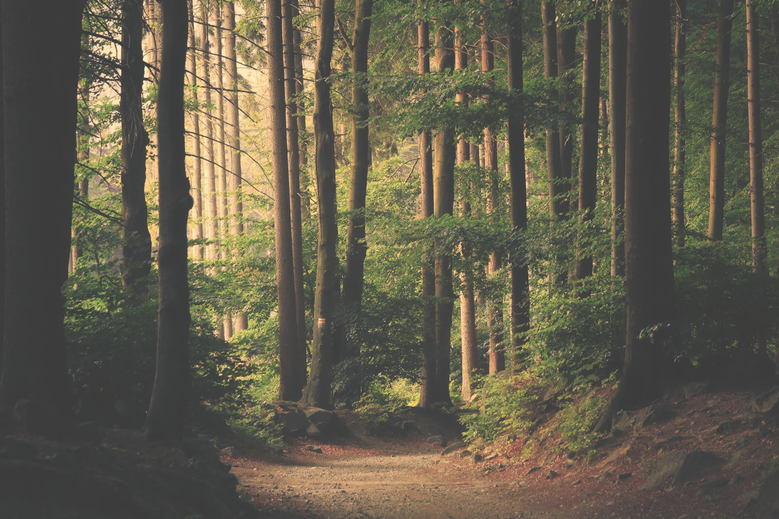 Forest scene graded with the Vintage Fade preset, rendered by LUT Generator